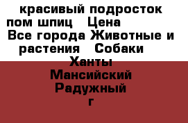 красивый подросток пом шпиц › Цена ­ 30 000 - Все города Животные и растения » Собаки   . Ханты-Мансийский,Радужный г.